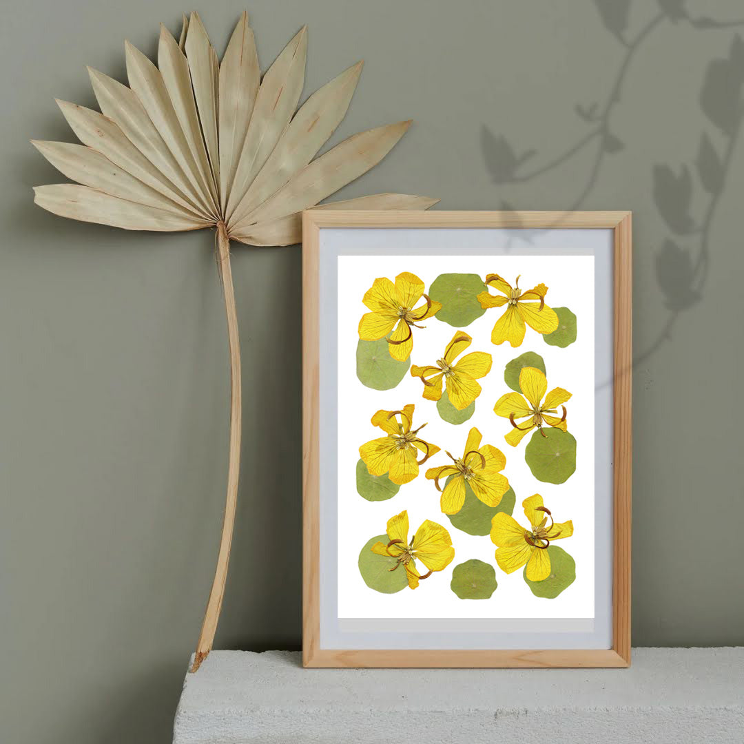 Pressed Flower Art Print - Nasturtium+Tipuana -