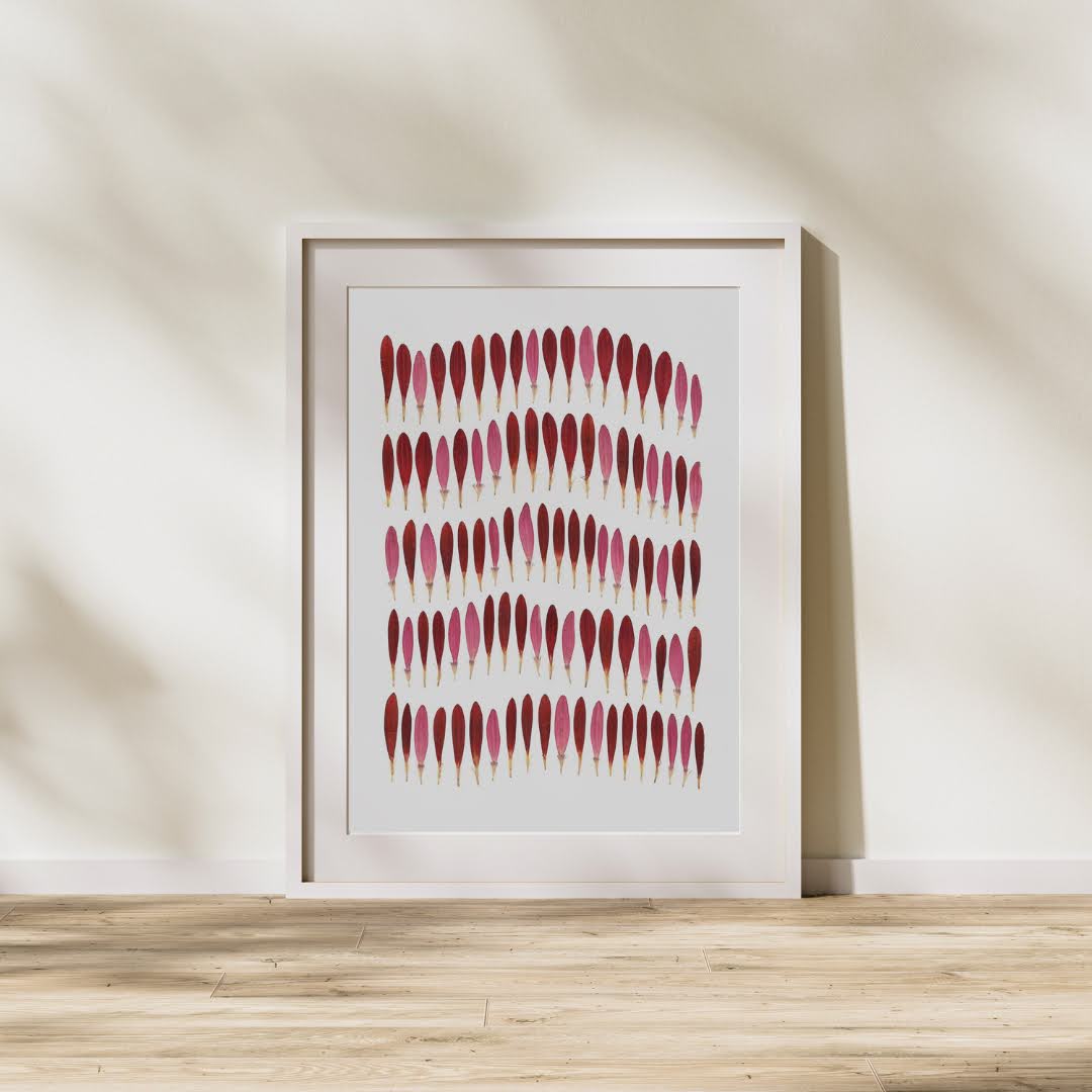 Pressed Flower Art Print - Gerbera Petal  -