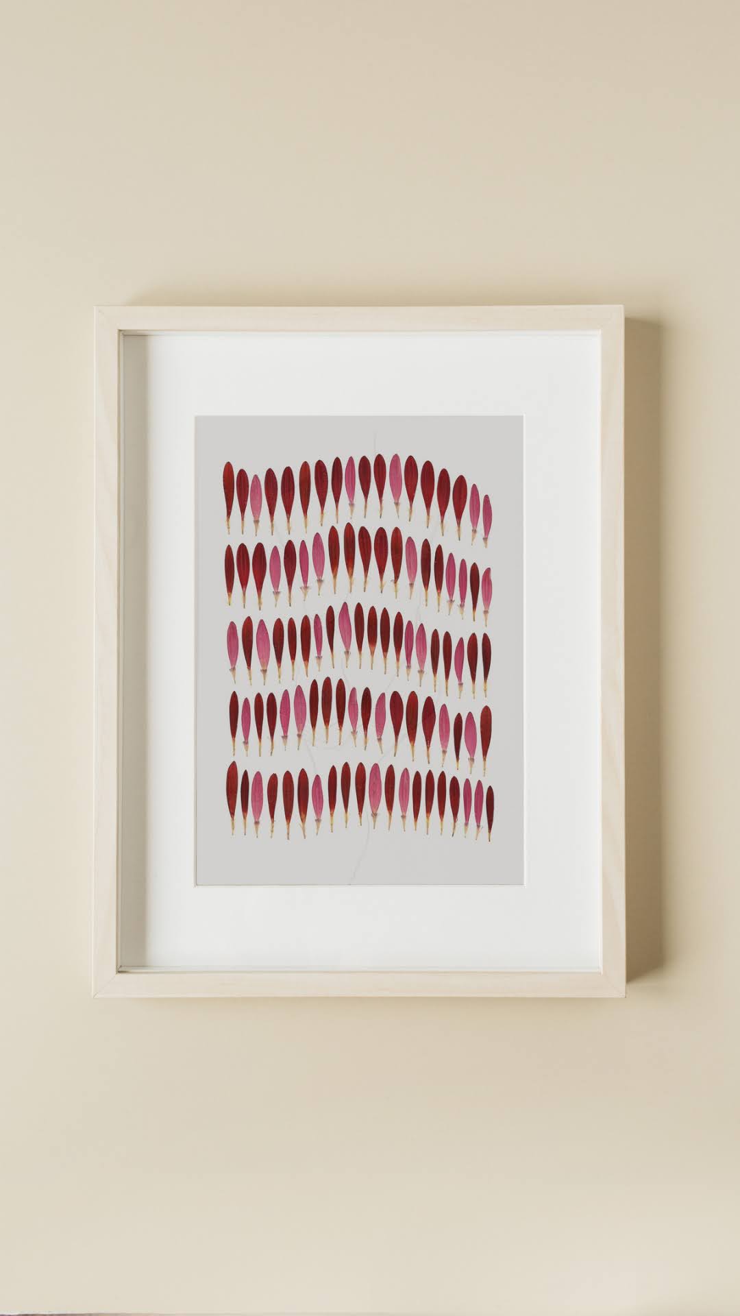 Pressed Flower Art Print - Gerbera Petal  -