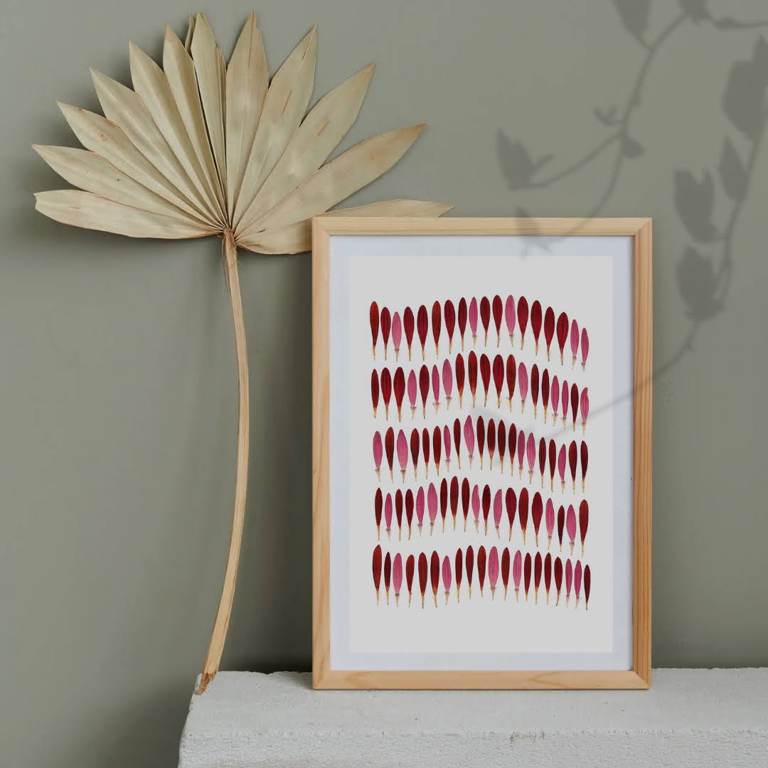 Pressed Flower Art Print - Gerbera Petal  -