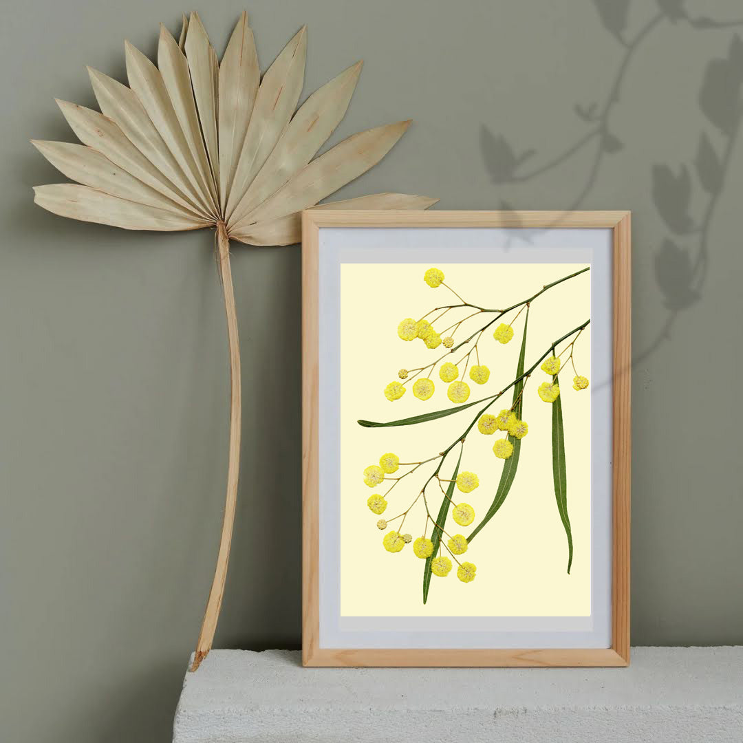 Pressed Flower Art Print  -Wattle (Australian native)  -
