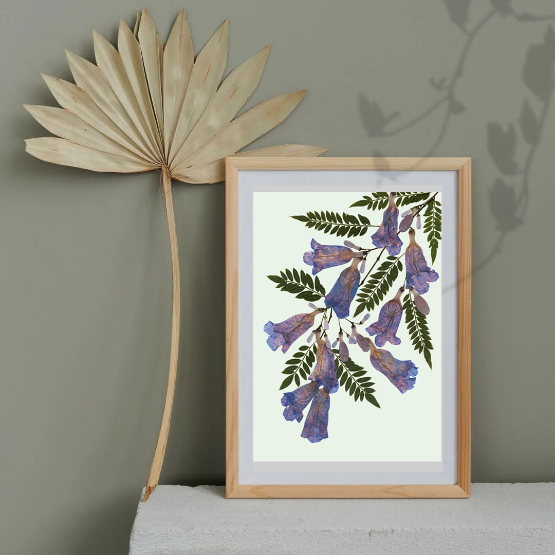 Pressed Flower Art Print  - JACARANDA  -