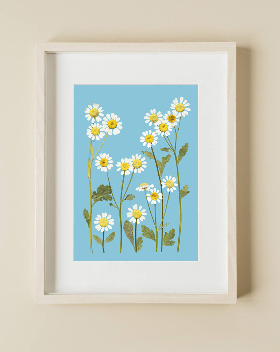 Pressed Flower Art Print  - CHAMOMILE  -