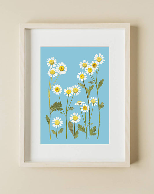 Pressed Flower Art Print  - CHAMOMILE  -