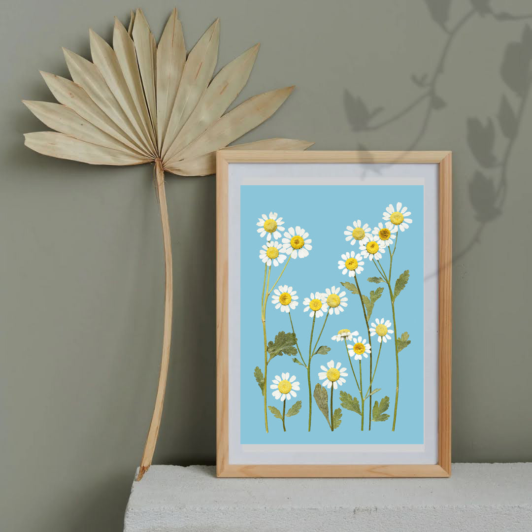 Pressed Flower Art Print  - CHAMOMILE  -